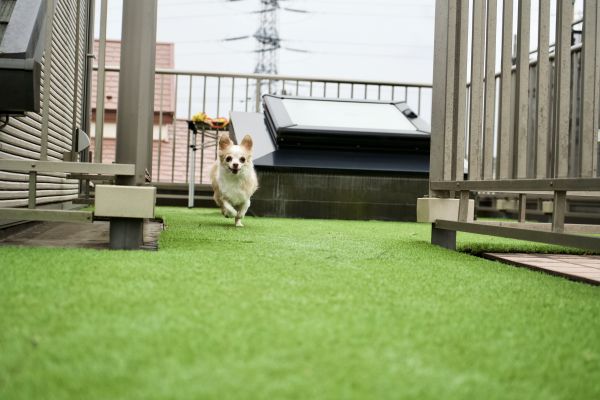 Synthetic Pet Grass Install - Synthetic Pet Grass Install South Portland, Maine